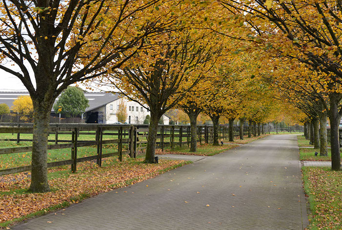 Bisharat Stables